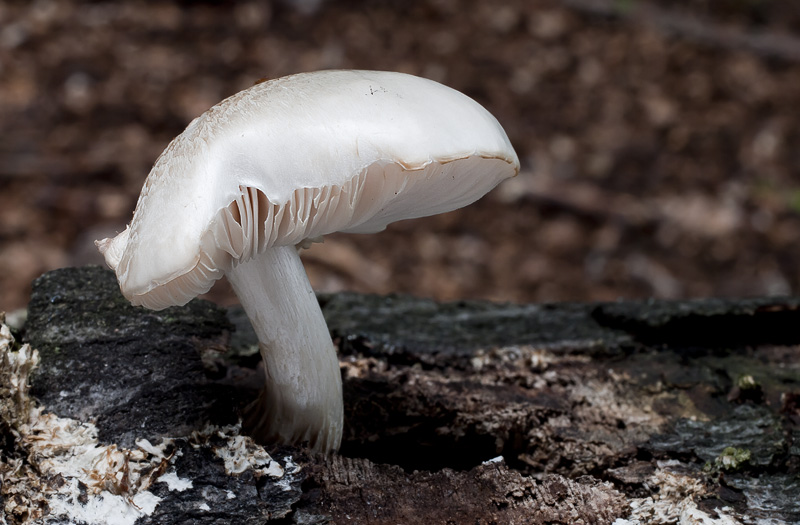 Pluteus petasatus